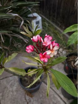 3’ potted pink plumeria