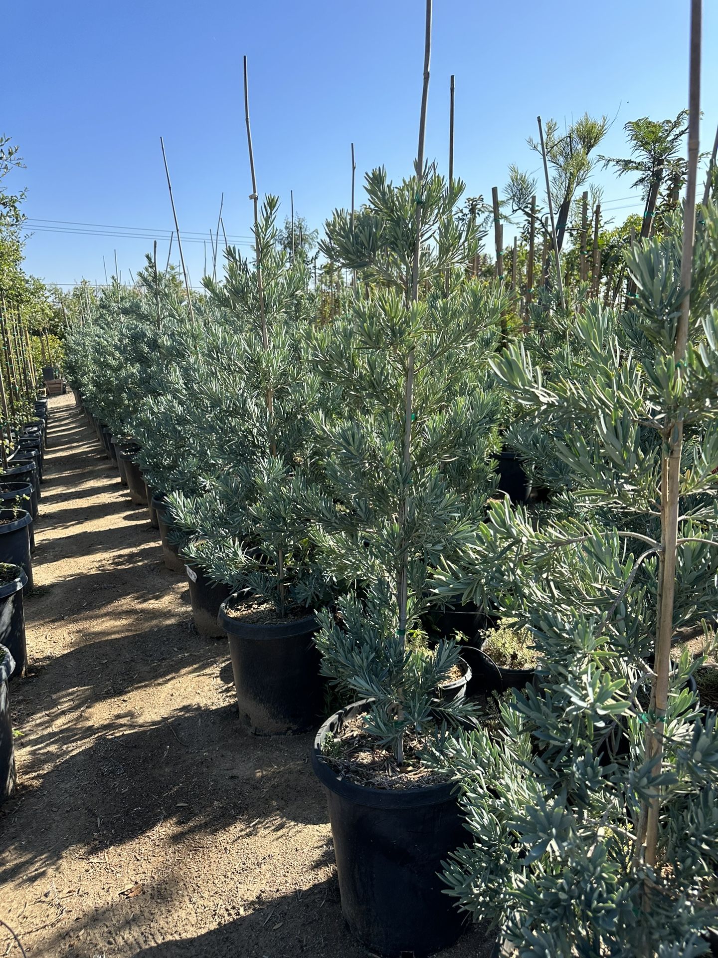 Podocarpus elongatus ‘Monmal’ (Blue Ice Yellowwood) iced Blue Podocarpus tree 