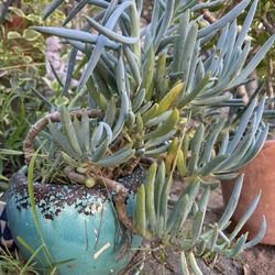 Potted Succulents 