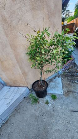 Plum tree.