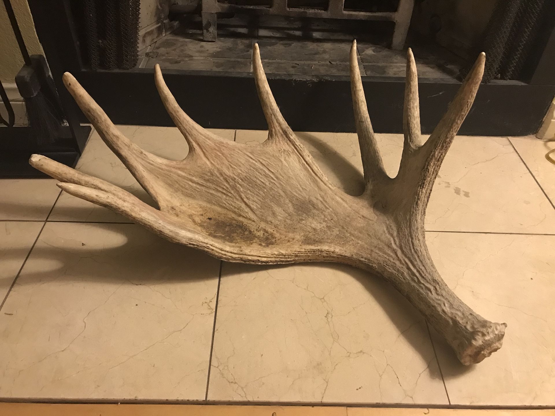 Maine moose antler