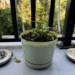 3 Potted Jade Plants