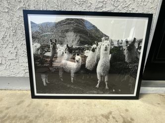 Llama Art Print Urban Outfitters
