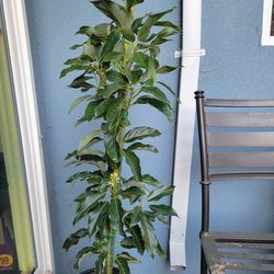 Mexicola Avocado Tree