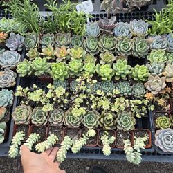 2" Inch Succulents Each 1.50