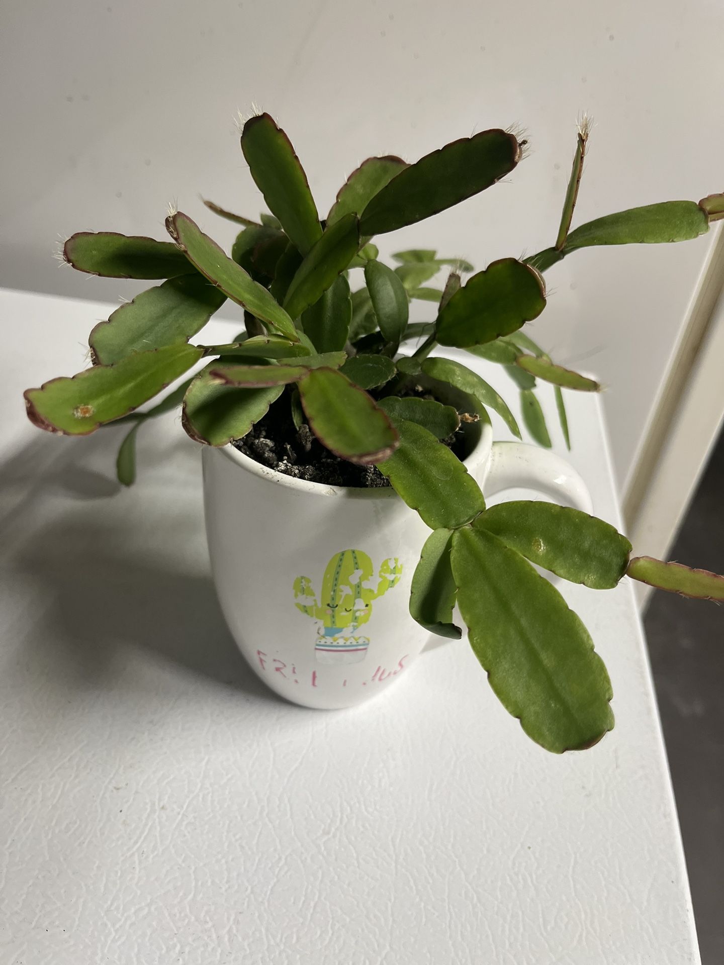 Easter Cactus