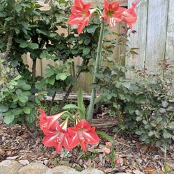 Red Amaryllis Flower 