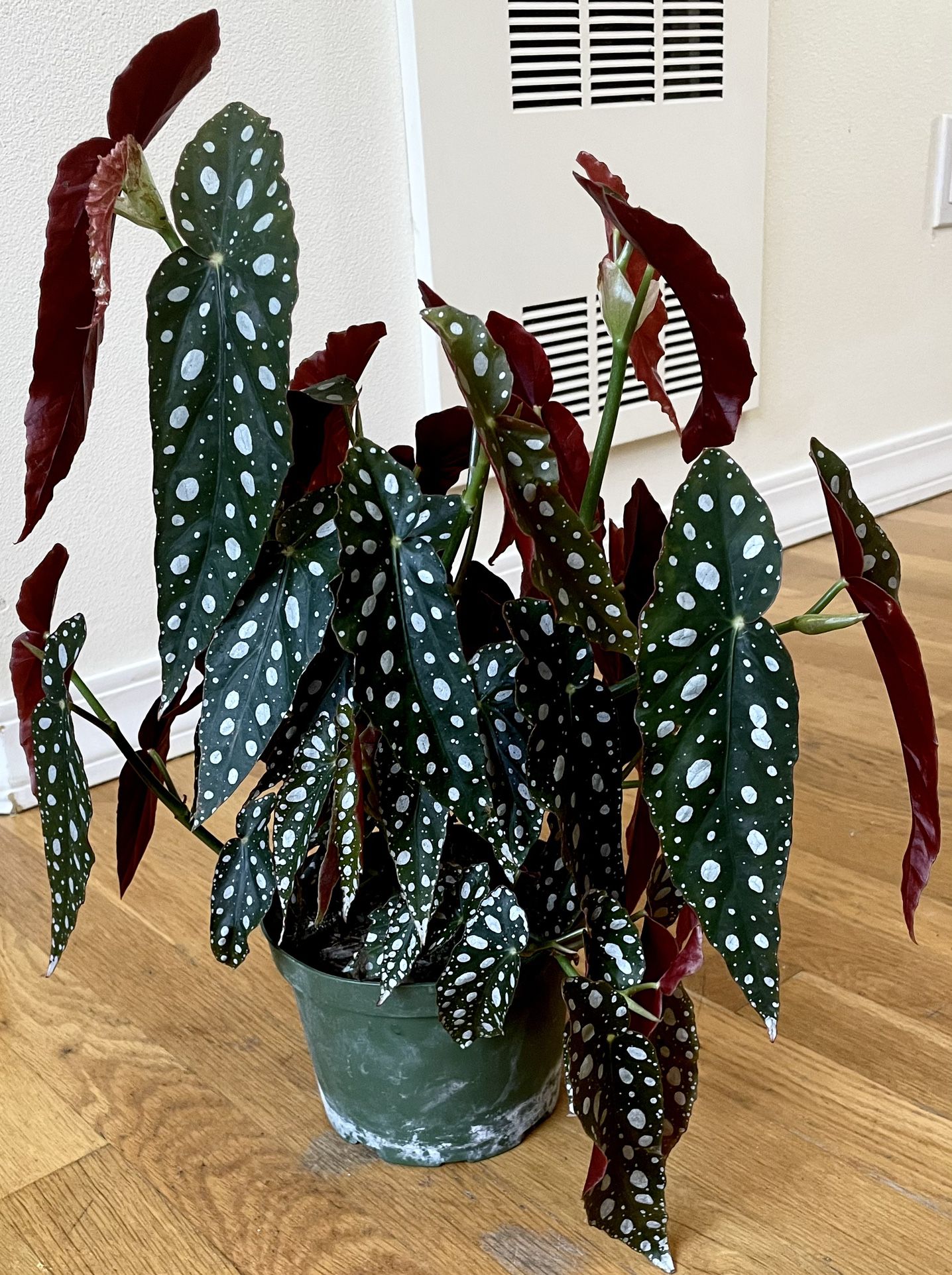 Rare Begonia Maculata in 6in. Pot / Free Delivery Available 