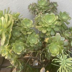 Succulent Plants