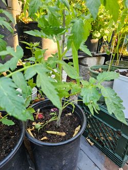 Tomato plant. Ace 55