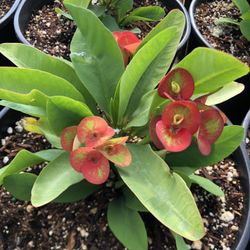 Euphorbia Milli Large Flower 