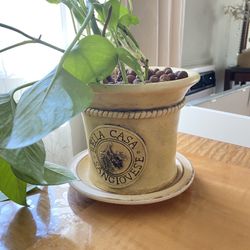 Plant For Home Decorating 