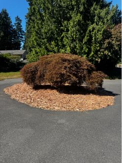 Free Wood Chips