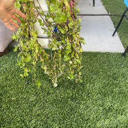 Tradescantia plant ((Coleman &  Cheyenne ))