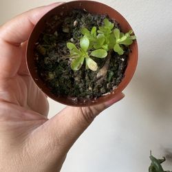 Pinguicula Aka Butterwort Carnivorous Plant 