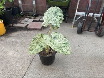 Alocasia