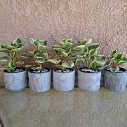 Indoor Pepperomia Plants 