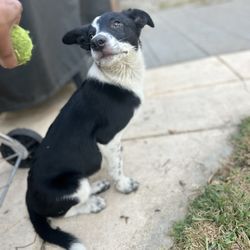 Puppy Collars