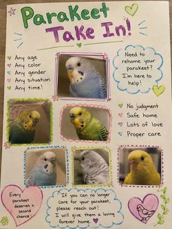 Parakeet Accessories and More
