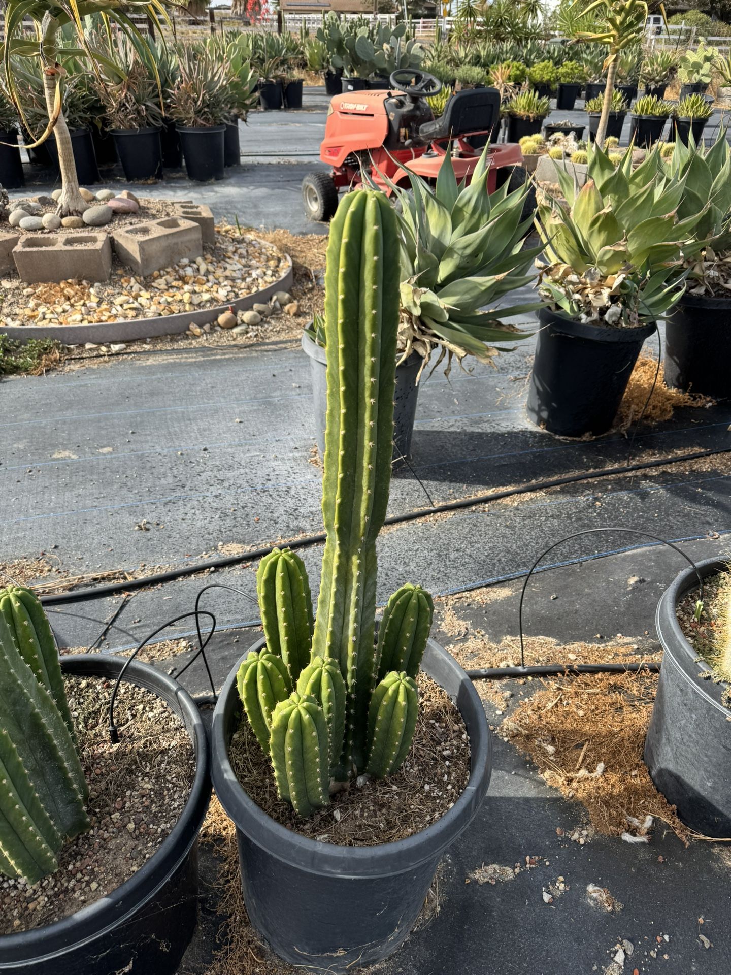 San Pedro Cactus & Succulents
