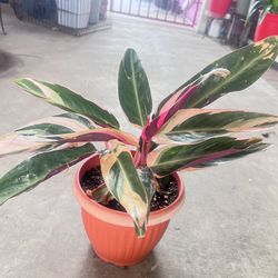Tricolor Stromanthe Plant Indoor/outdoor