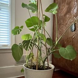 Monstera Deliciosa with 18” Pot