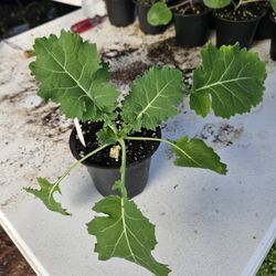Dwarf Siberian Kale 