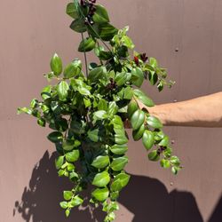 6” Xl Blooming Lipstick Plant 