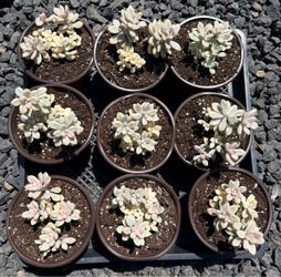 Echeveria Ellen Variegated  $10ea