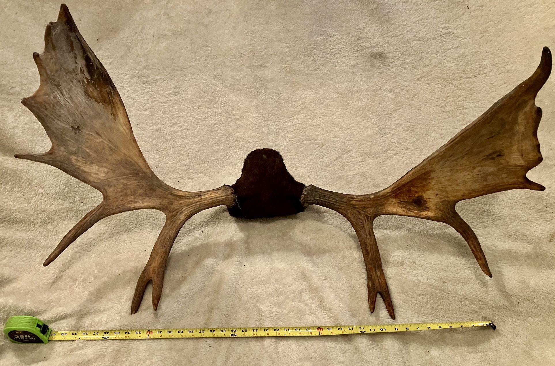 Mounted Moose Antlers