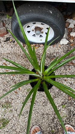 Pineapple tree l@@k