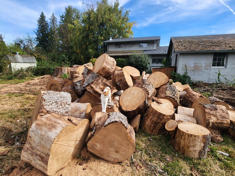 Elm Rounds For Firewood