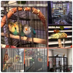 Medium Bird Cage s