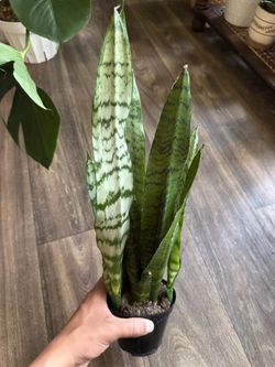 Snake Plants