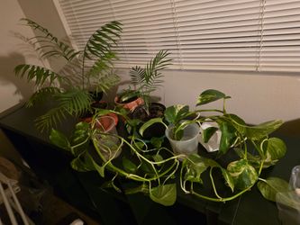 Free plant