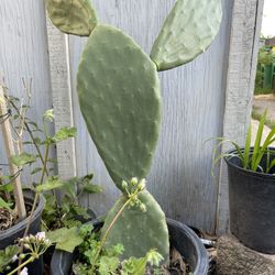 Opuntia Cactus For Sale 