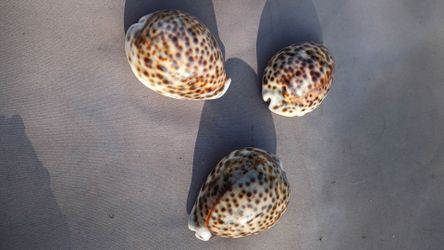 Tiger Cowrie Seashells Set of 3