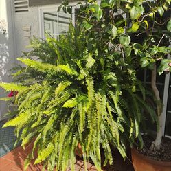 Large Boston Fern