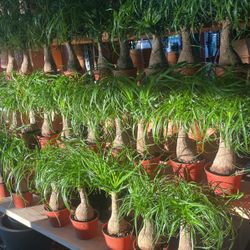 Pony Tails Plants In 6” Pots $17 Each 