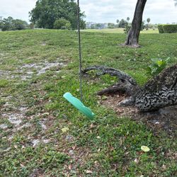 Tree Swing 