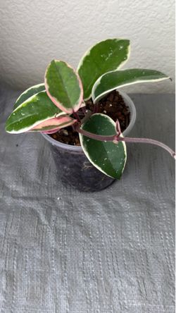 Hoya Krimson Queen