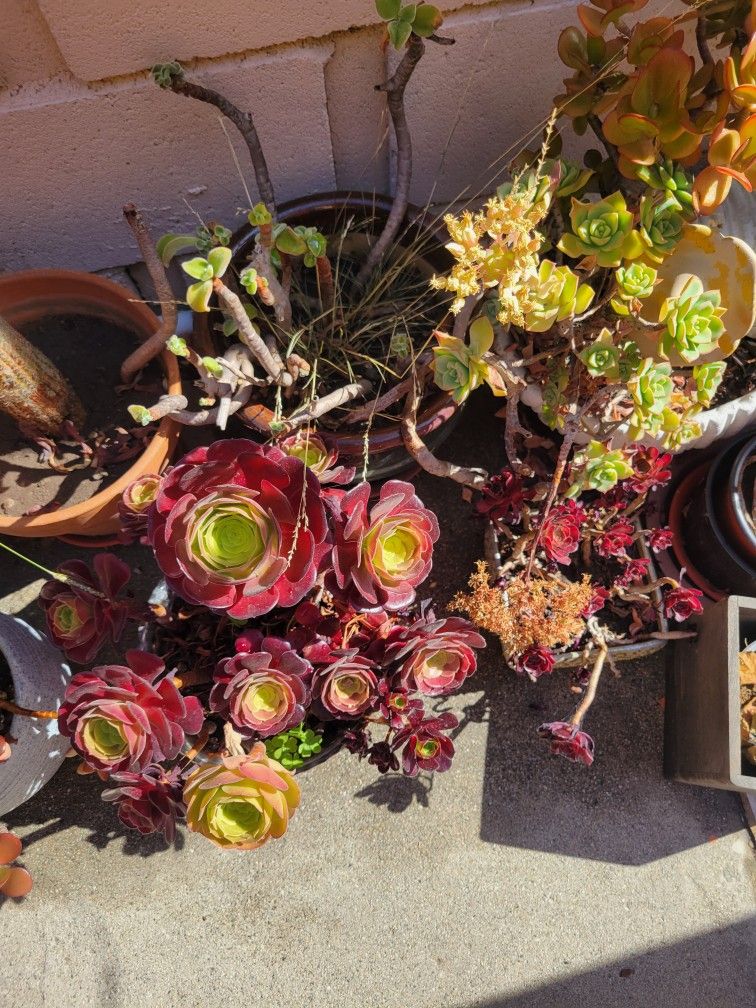 $7 Plastic Pots Fully Grown Plants