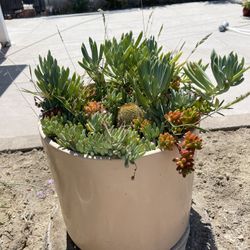 Green Plants Combo