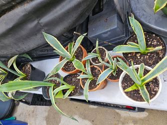 Agave Americana 'Variegata'