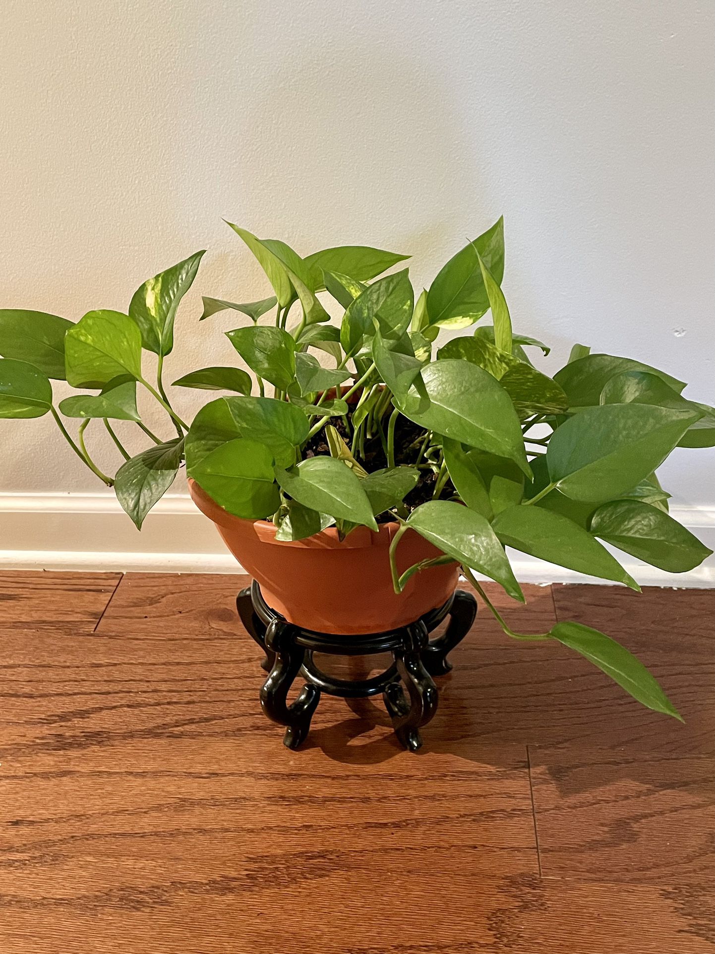 Pothos Plant With Stand