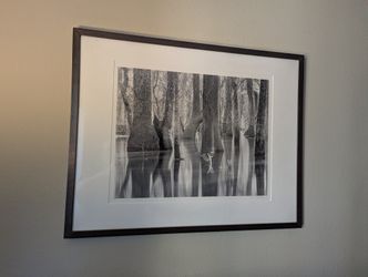 Elegant Framed Black and White Forest Photo - 29 x 23"