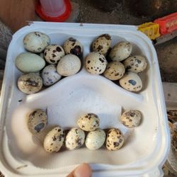 Quails