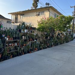 Home Plants SALE 1 dlrs Up 🪴🪴🪴