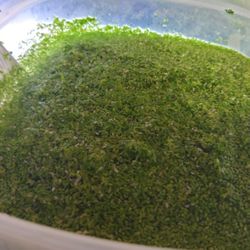 Duckweed 