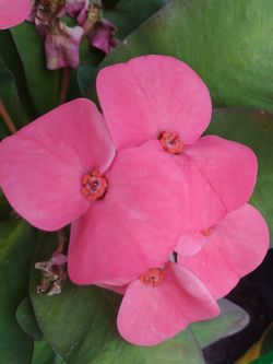 Hermosa Corona De Cristo Flor Grande Labander